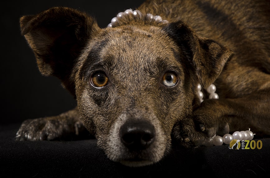 kike cadena - Fotógrafo - Fotógrafo de mascotas - Diseñador Web - fotos de mascotas - fotos de animales - fotos de perros