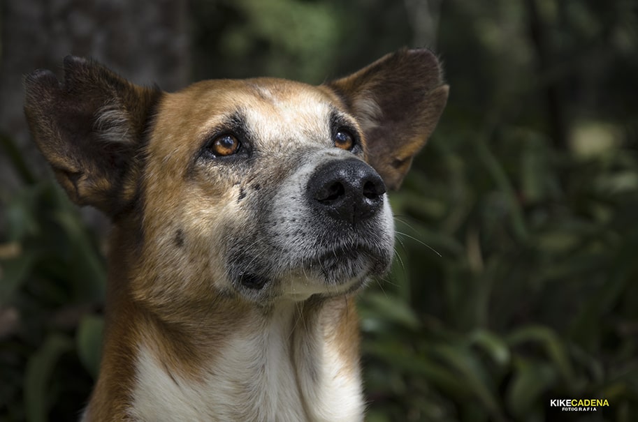kike cadena - Fotógrafo - Fotógrafo de mascotas - Diseñador Web - fotos de animales - fotos de perros